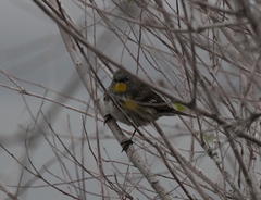 Setophaga coronata auduboni