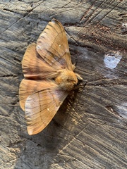 Ormiscodes cinnamomea