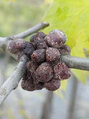 Callirhytis quercusgemmaria