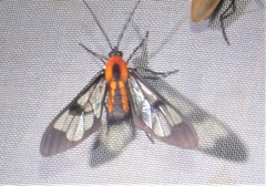 Cosmosoma advena