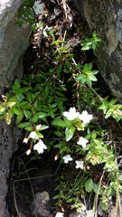 Epilobium glabellum