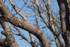 Salpinctes obsoletus