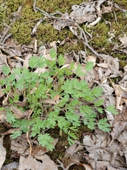 Capnoides sempervirens