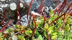 Epilobium macropus