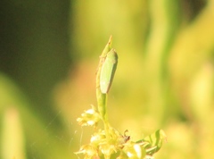 Draeculacephala minerva