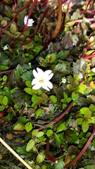 Epilobium macropus
