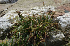 Carex trifida