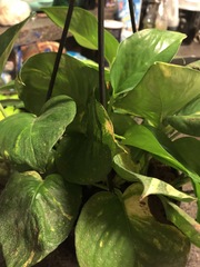 Epipremnum amplissimum
