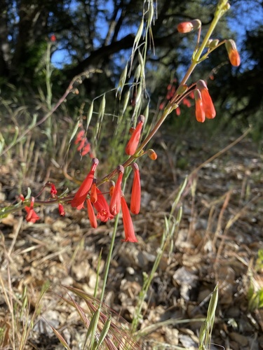 iNaturalist observation photo of scarlet bugler