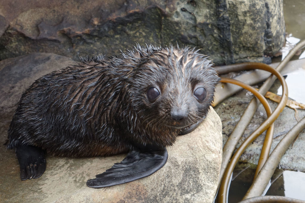 Young fur seal pup looking at the camera from a rock platform at Purakaunui