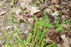 Carex arctata