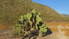 Opuntia pilifera