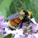 Hunt's Bumble Bee - Photo (c) John Kolts, some rights reserved (CC BY-NC), uploaded by John Kolts