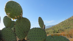 Opuntia pilifera