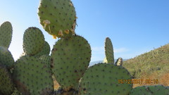 Opuntia pilifera