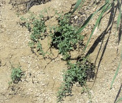 Calystegia peirsonii