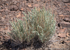 Neokochia americana