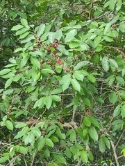 Lacistema aggregatum