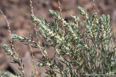 Neokochia americana