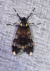 Hyaleucerea vulnerata