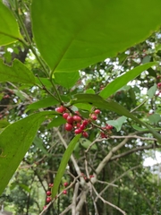 Lacistema aggregatum