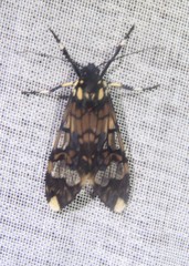 Hyaleucerea vulnerata