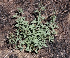 Calystegia peirsonii