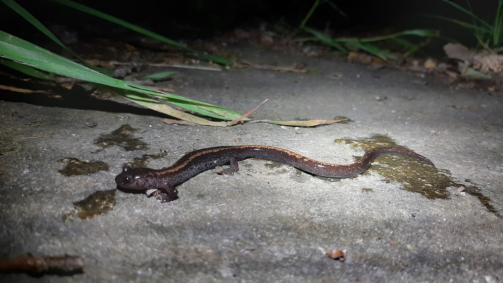 Golden-striped Salamander