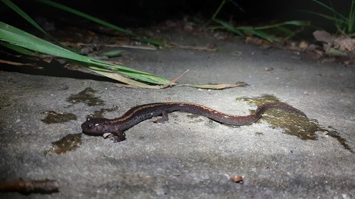 Golden-striped Salamander