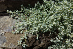 Atriplex buchananii