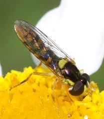 Sphaerophoria rueppellii