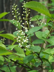 Prunus virginiana