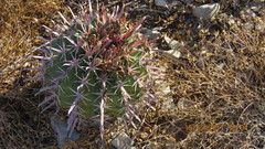 Ferocactus recurvus recurvus