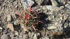 Ferocactus recurvus recurvus