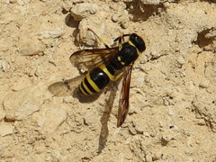 Ancistrocerus longispinosus