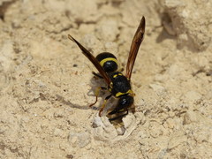 Ancistrocerus longispinosus