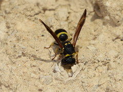 Ancistrocerus longispinosus