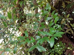 Gaultheria paniculata