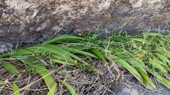 Scilla haemorrhoidalis