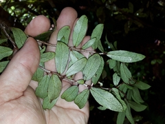 Gaultheria paniculata