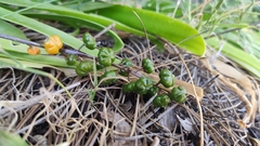 Scilla haemorrhoidalis