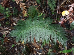 Leptopteris ×intermedia