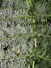 Leptopteris ×intermedia