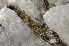 Daphne striata