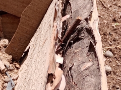 Sceloporus grammicus