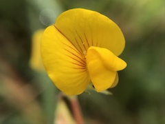 Scorpiurus muricatus