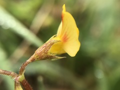 Scorpiurus muricatus