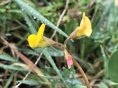 Scorpiurus muricatus