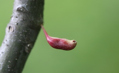 Callirhytis gallaestriatae