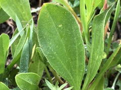 Scorpiurus muricatus